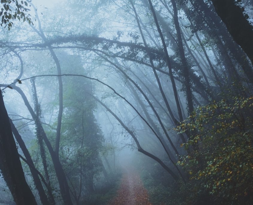 Trail leading down a spooky road