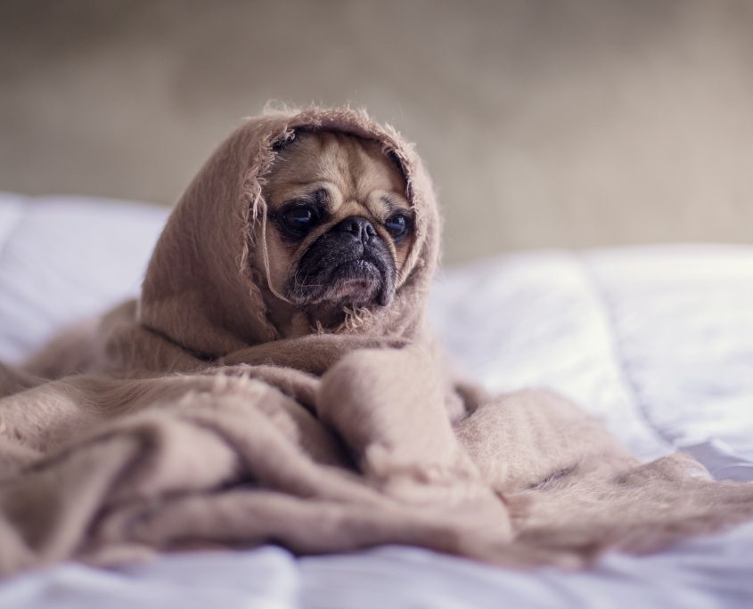 Pug Dog Wrapped Up in A Blanket